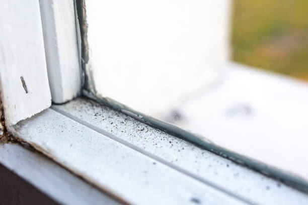 Best Post-Construction Mold Inspection  in Upper Grand Lagoon, FL