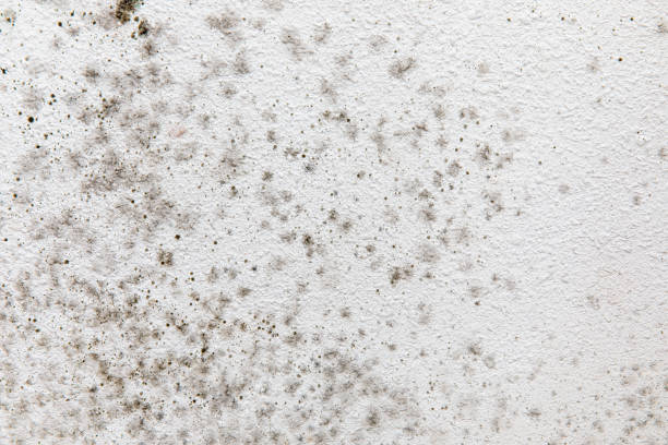 Best Biohazard Mold Removal  in Upper Grand Lagoon, FL
