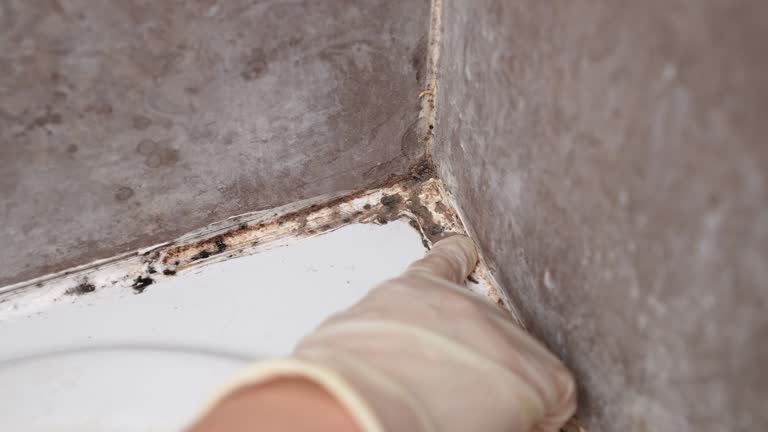 Best Commercial Mold Inspection  in Upper Grand Lagoon, FL